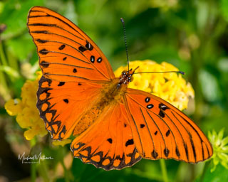 Wildlife Photography Tips & Training - butterfly