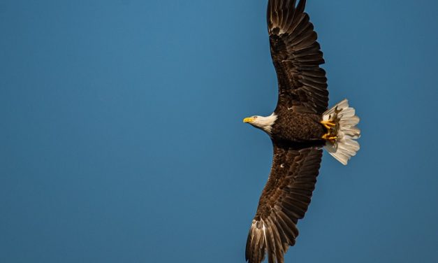 How to Photograph Bald Eagles: Easy Way to Ensure an Eagle Will Fly By